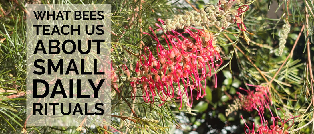 What Bees Teach Us About Small Daily Rituals